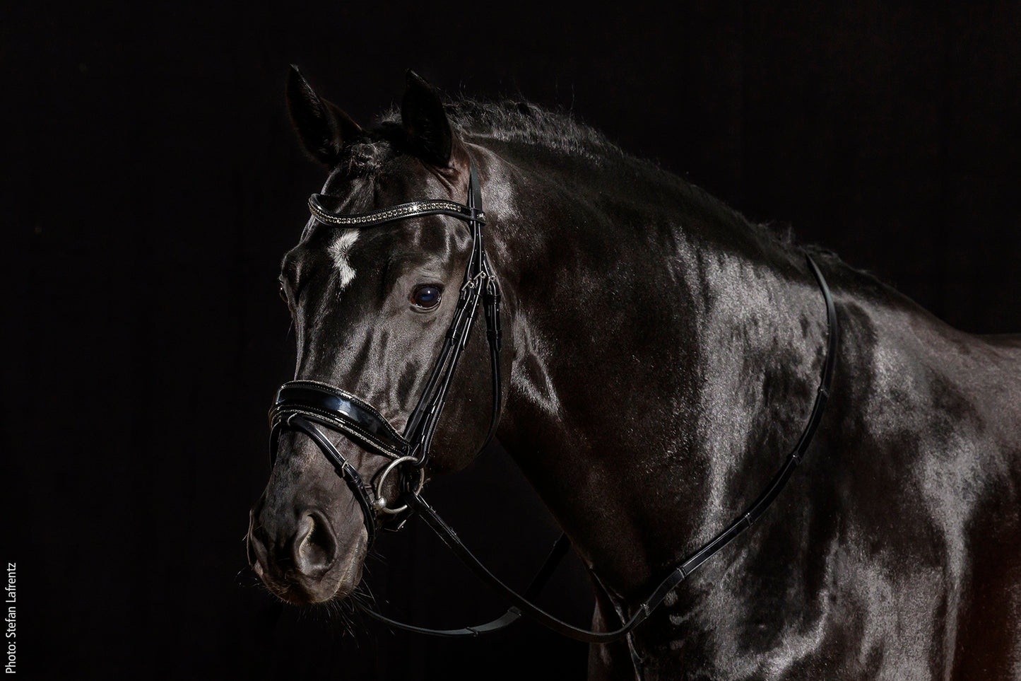 SCHOCKEMÖHLE SPORTS ANATOMIC BRIDLE - STANFORD