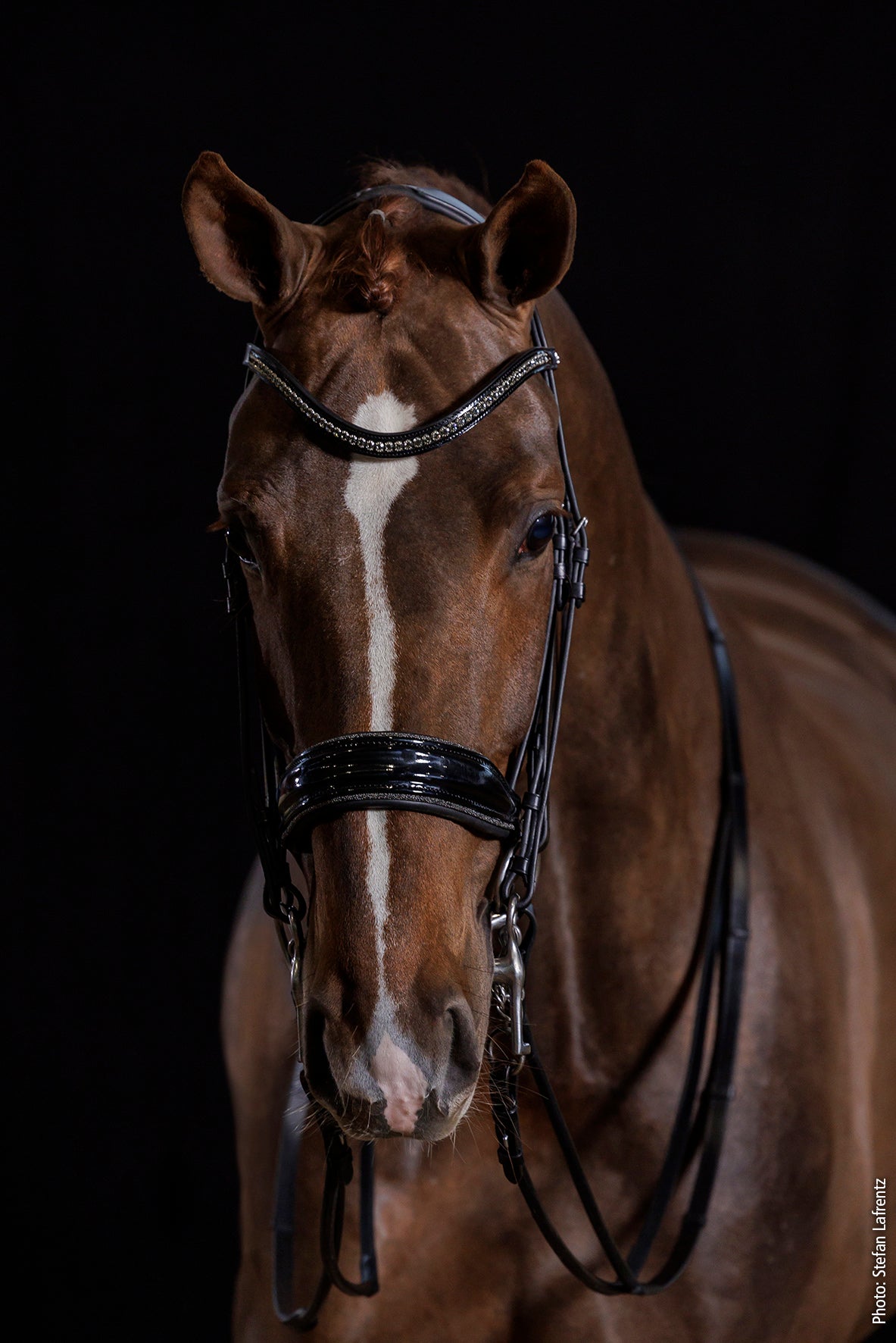 SCHOCKEMÖHLE SPORTS ANATOMIC DOUBLE BRIDLE - MILAN