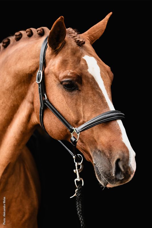 SCHOCKEMÖHLE SPORTS LEATHER HALTER – FRISCO F