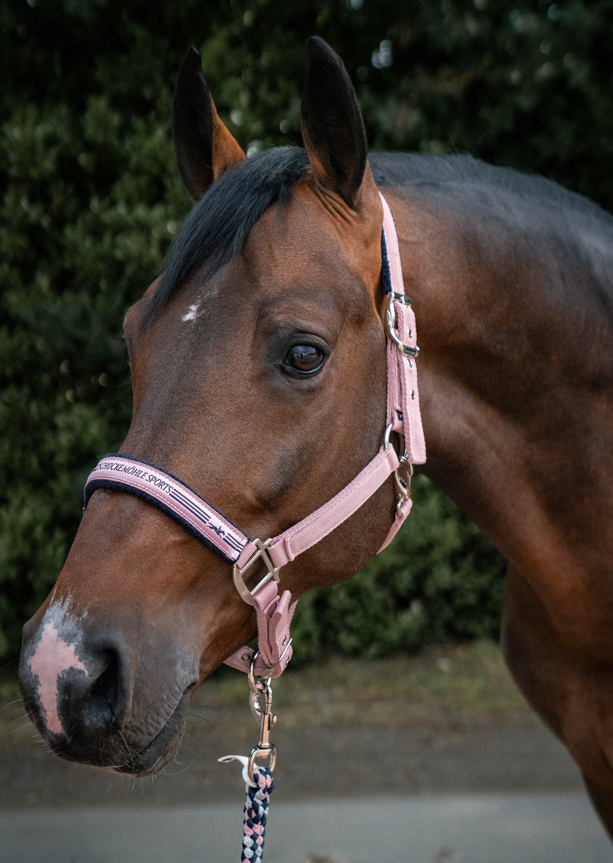 Schockemöhle Sports Memphis II Halter