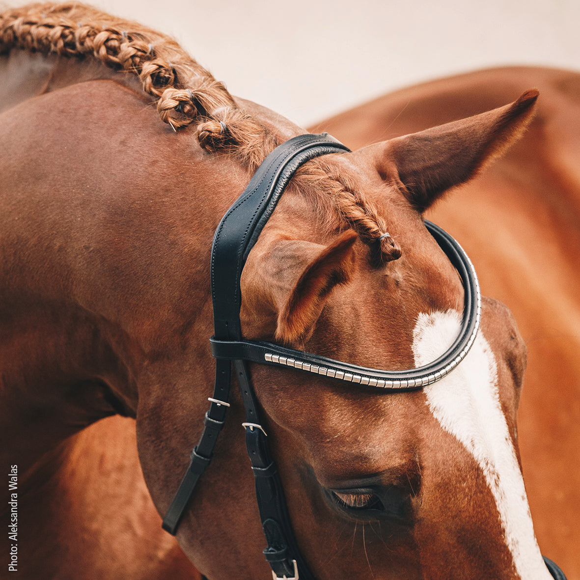 SCHOCKEMÖHLE SPORTS ANATOMIC BRIDLE - EQUITUS OMEGA