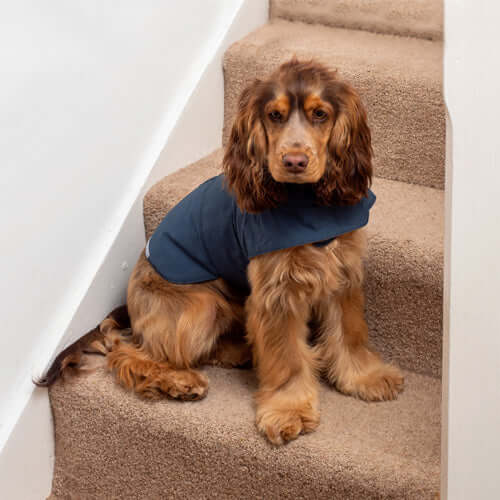 MUTTS & HOUNDS - NAVY WAXED WATERPROOF DOG COAT