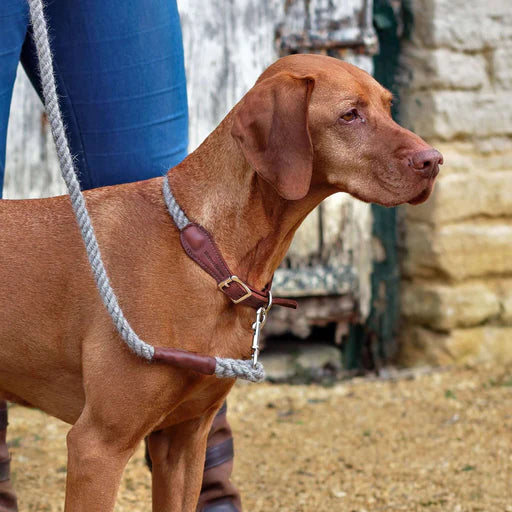 dog lead rope