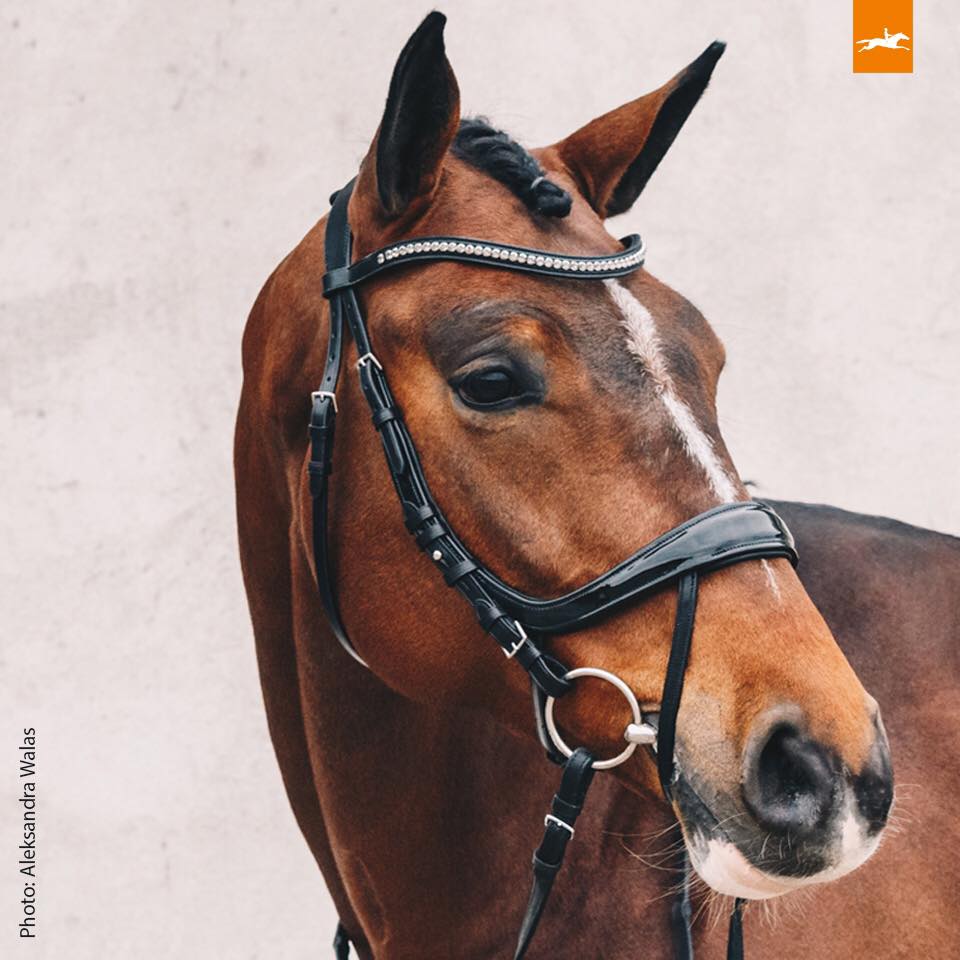 SCHOCKEMÖHLE SPORTS ANATOMIC BRIDLE - EQUITUS BETA