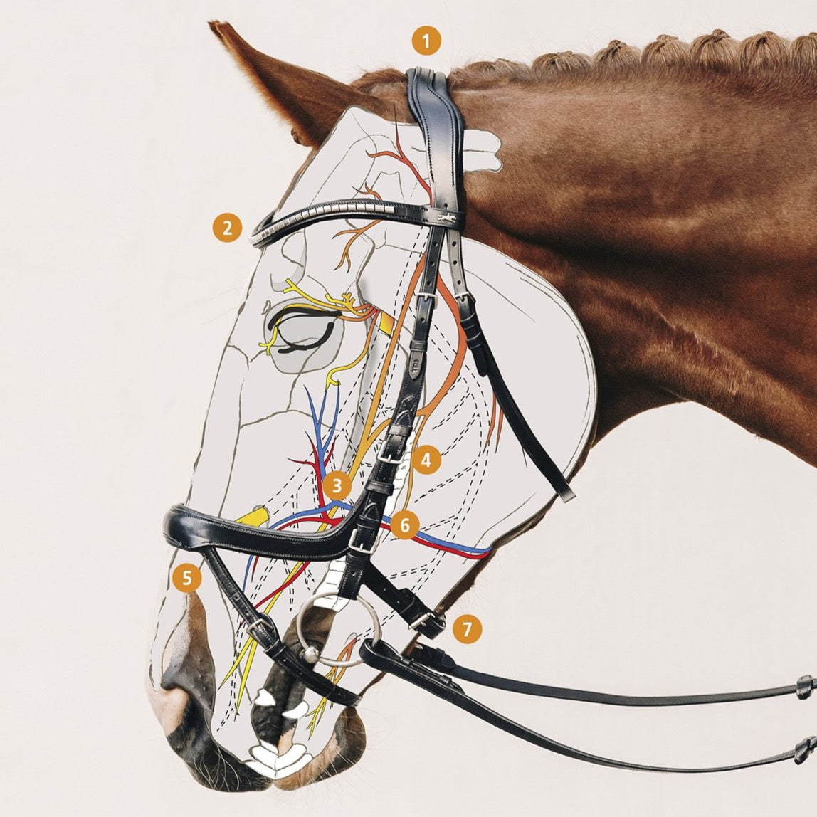 SCHOCKEMÖHLE SPORTS ANATOMIC BRIDLE - EQUITUS OMEGA