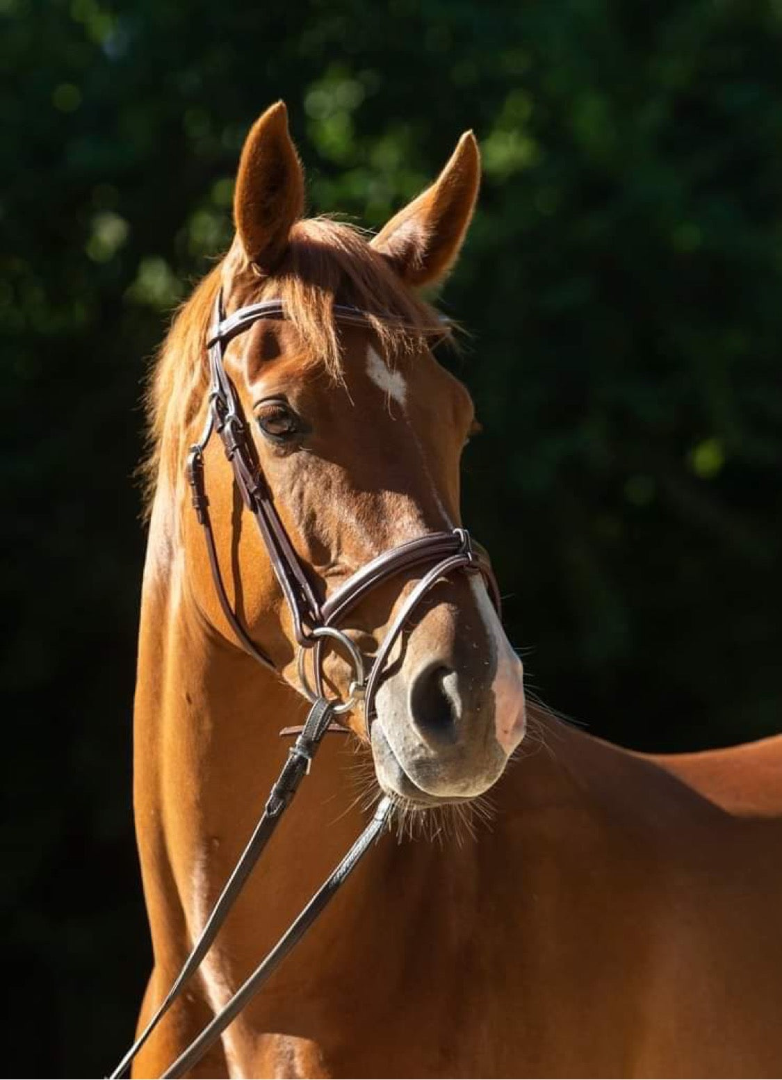 SCHOCKEMÖHLE SPORTS ANATOMIC BRIDLE - TOKYO SELECT