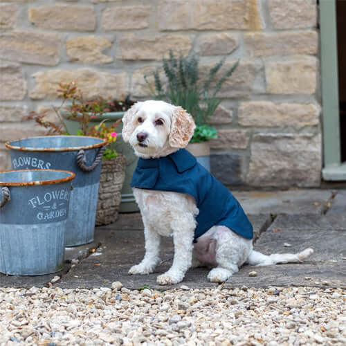 MUTTS & HOUNDS - NAVY WAXED WATERPROOF DOG COAT