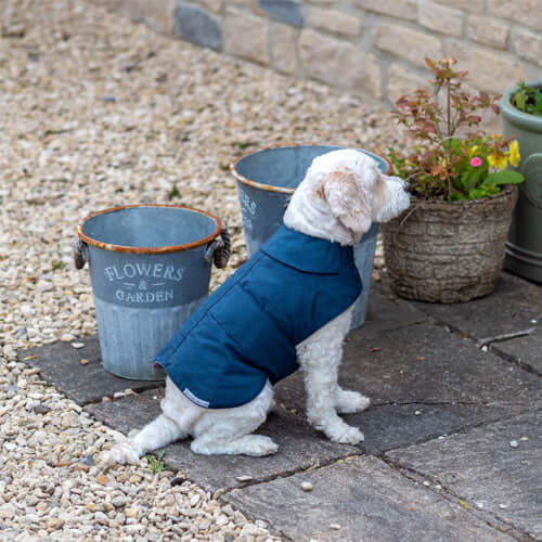 MUTTS & HOUNDS - NAVY WAXED WATERPROOF DOG COAT