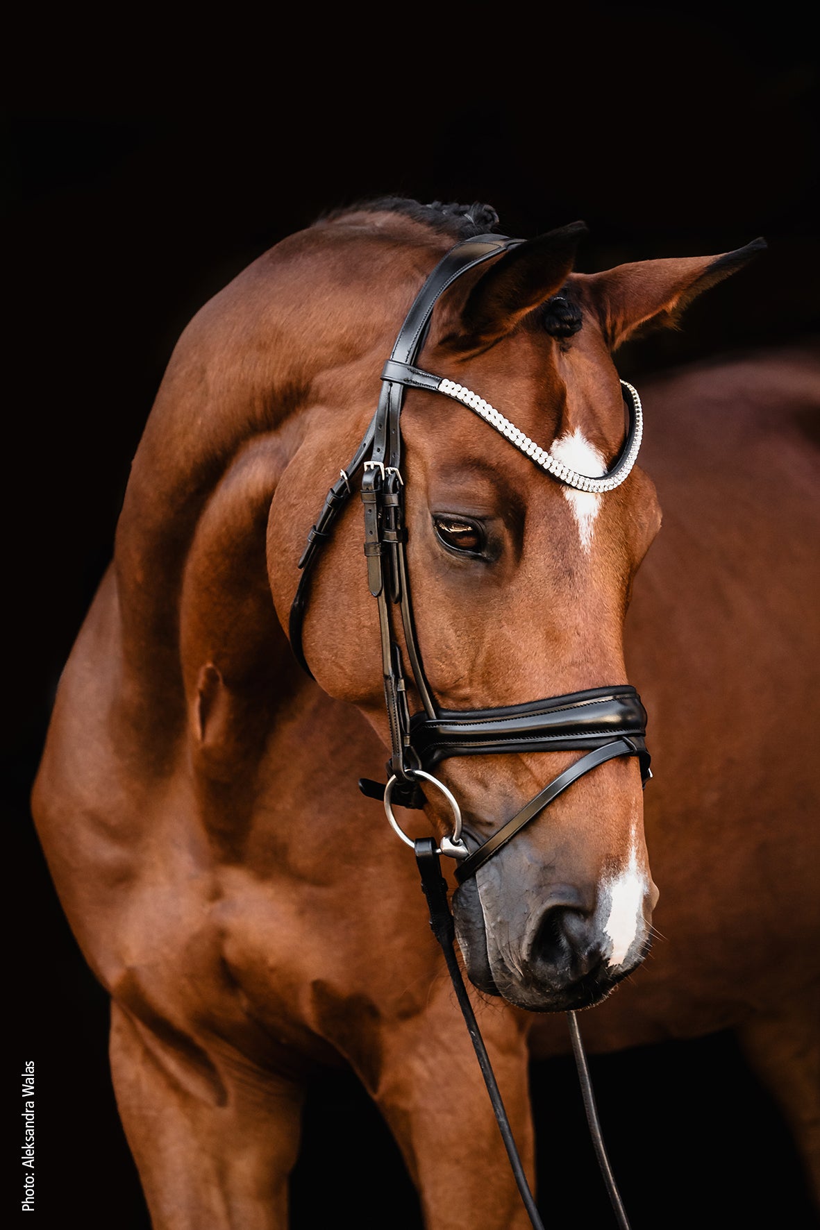 SCHOCKEMOHLE SPORTS SP ISABELL WERTH BRIDLE - JOHNNY