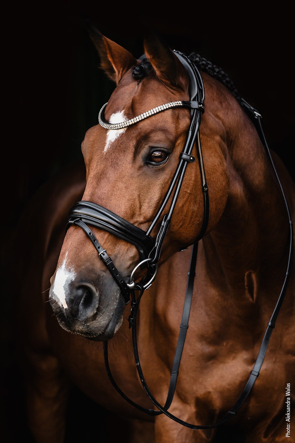 SCHOCKEMOHLE SPORTS SP ISABELL WERTH BRIDLE - SATCHMO
