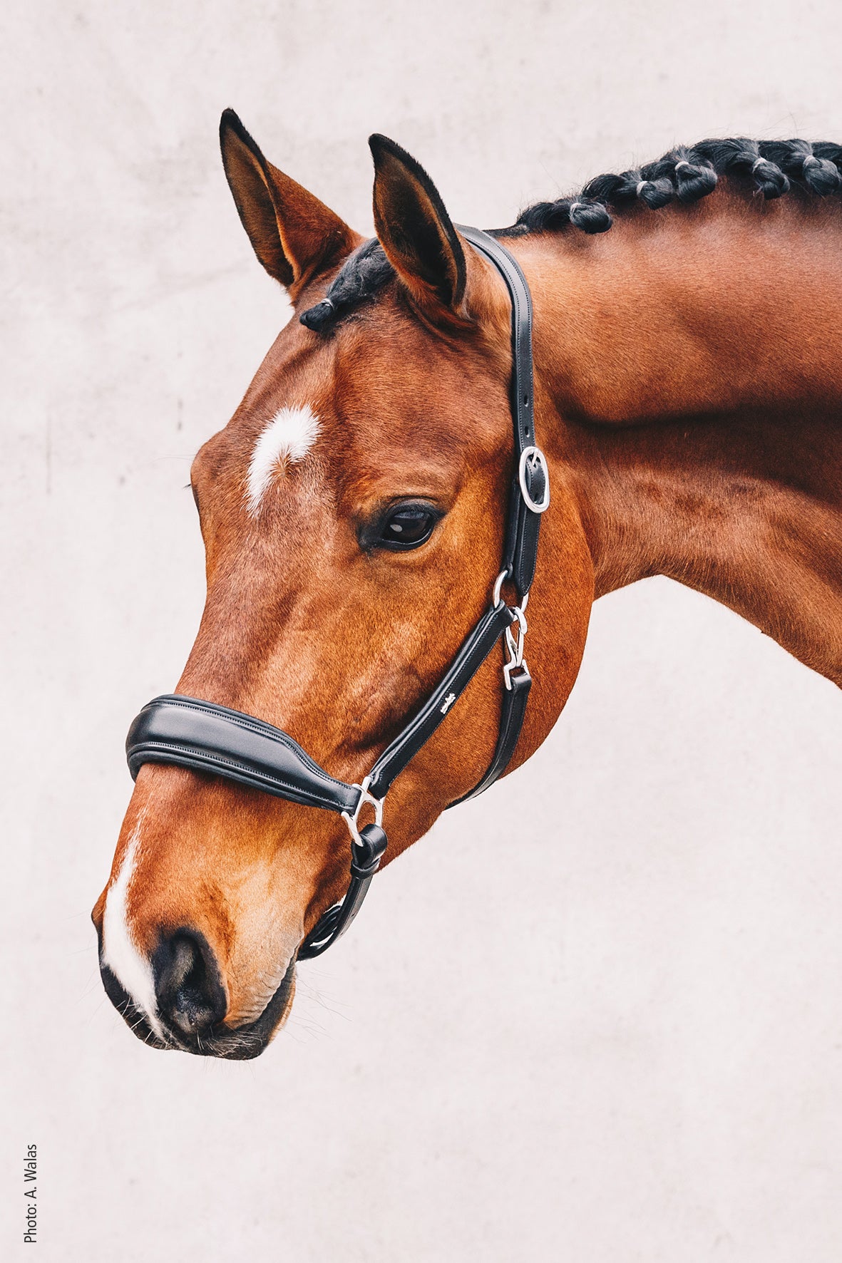 SCHOCKEMÖHLE SPORTS LEATHER HALTER - FREMONT