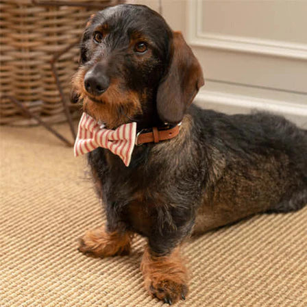 MUTTS & HOUNDS - RED TICKING STRIPE DOG BOW TIE