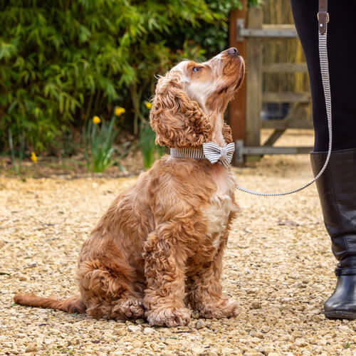 MUTTS & HOUNDS - CHARCOAL STRIPE & LEATHER DOG COLLAR