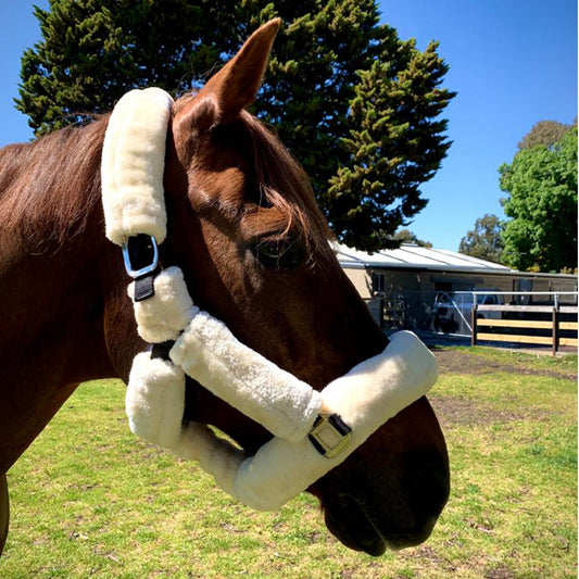 Black halter with cream fleece